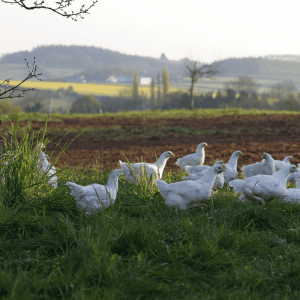 organic chicken