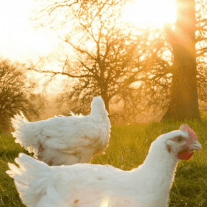 organic chickens