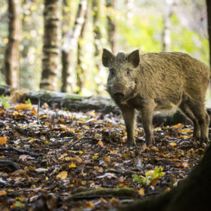 Wild boar in forest