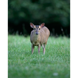 Muntjac