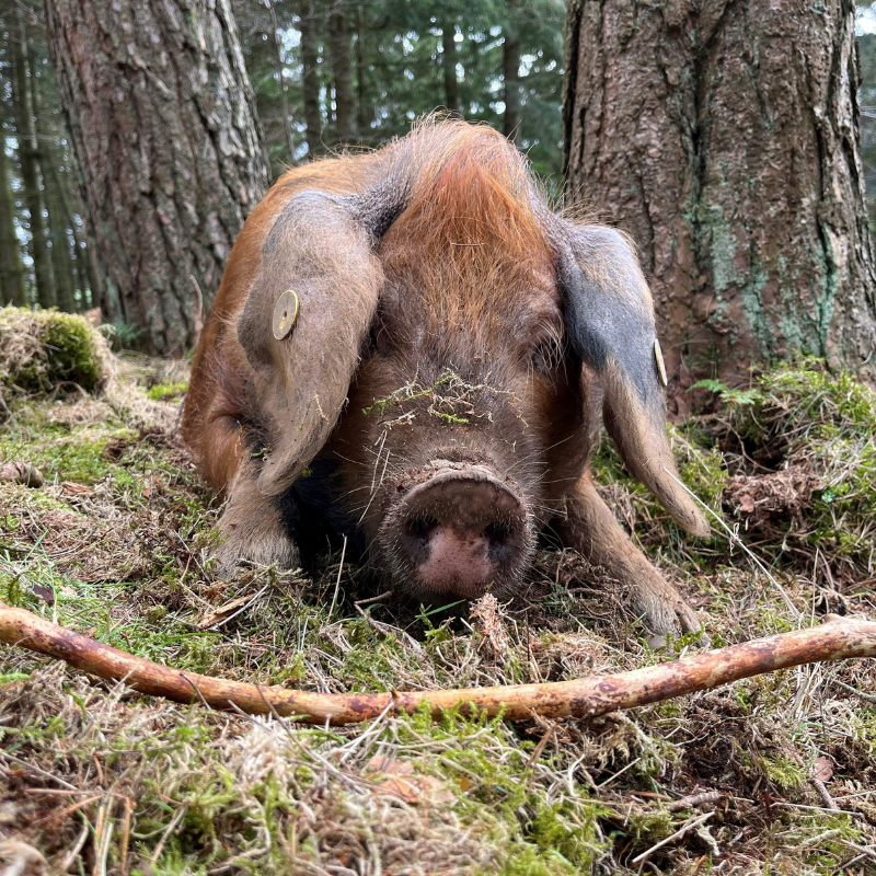 Forest Raised BBQ Pork Box - Image 2