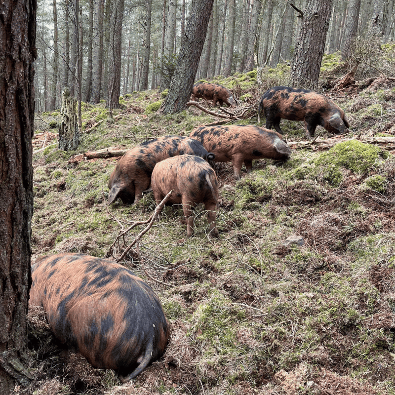 Forest Raised Pork