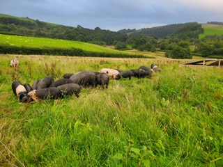 pigs feeding