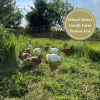 Planton Farm - Big Chicken Fillet Box