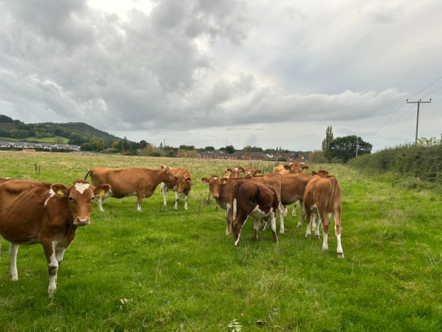 Guernseys at Model Farm