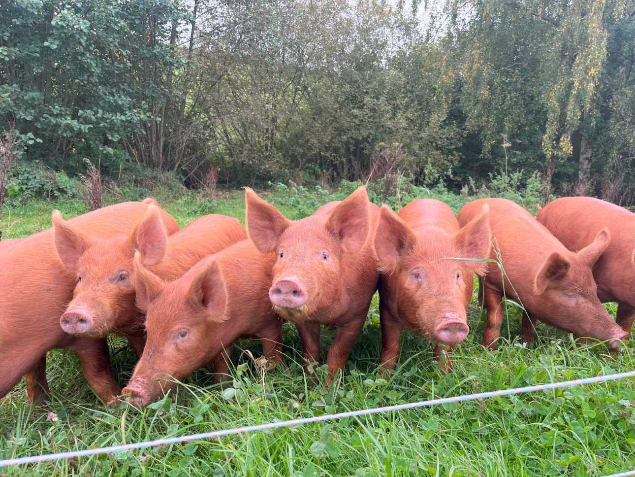 Tamworth pigs at New House Farm